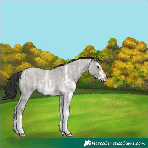 Horse Color:Smoky Grullo Roan Sabino 