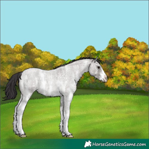 Horse Color:Smoky Grullo Roan Sabino 