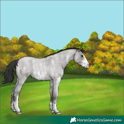 Horse Color:Grullo Roan Sabino