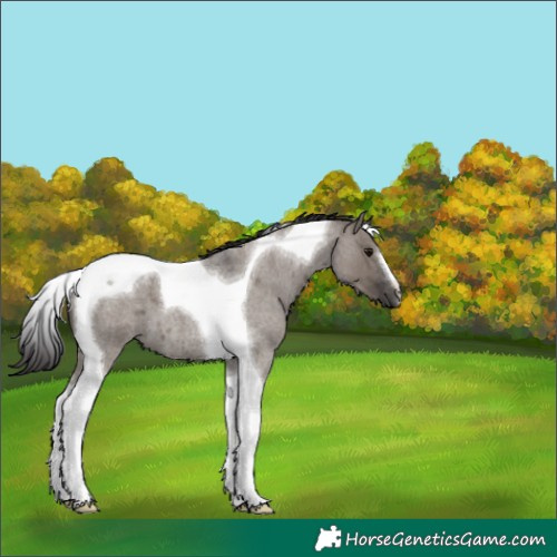 Horse Color:Smoky Grullo Roan Tobiano 