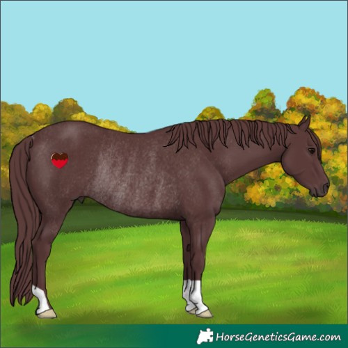 Horse Color:Chocolate Black Rabicano 