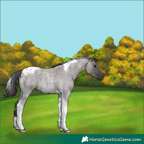 Horse Color:Smoky Grullo Roan Tobiano 