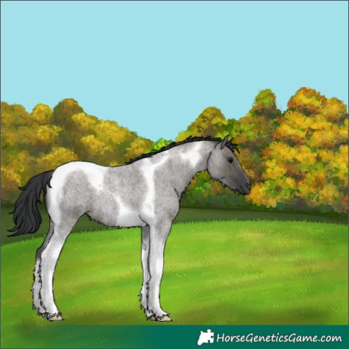Horse Color:Grullo Roan Tobiano 