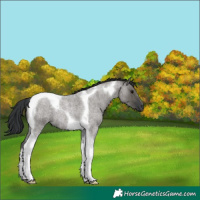 Horse Color:Grullo Roan Tobiano 