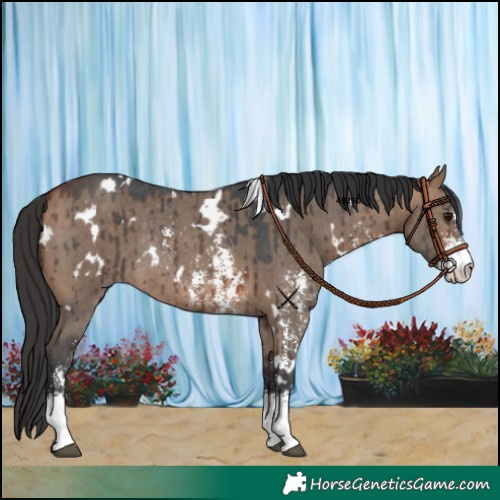 Horse Color:White Spotted Bay Dun Sabino Rabicano Brindle 