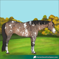 Horse Color:White Spotted Bay Dun Sabino Rabicano Brindle 