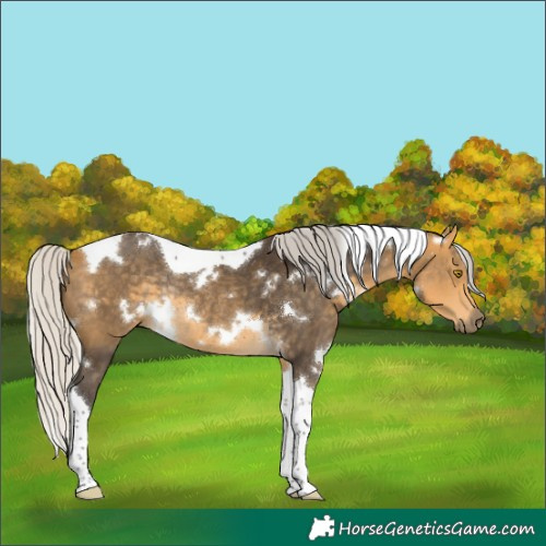 Horse Color:White Spotted Silver Buckskin Tobiano Rabicano 