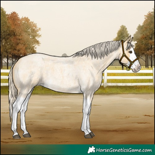 Horse Color:Palomino Roan Splash 
