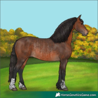 Horse Color:Brown Rabicano  and Brown Rabicano 