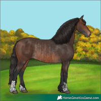 Horse Color:Brown Rabicano and Brown Rabicano