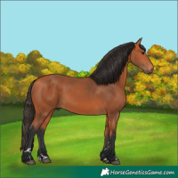 Horse Color:Bay 
