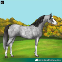Horse Color:Smoky Blue Roan Sabino Splash and Smoky Blue Roan Sabino Splash