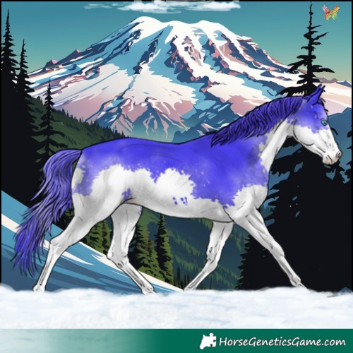 Horse Color:Watercolor Black Splash 