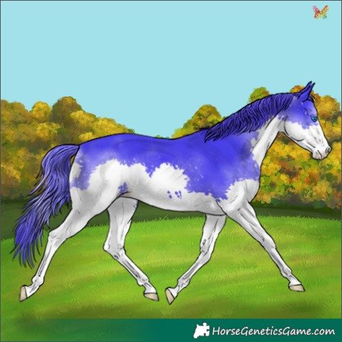 Horse Color:Watercolor Black Splash 