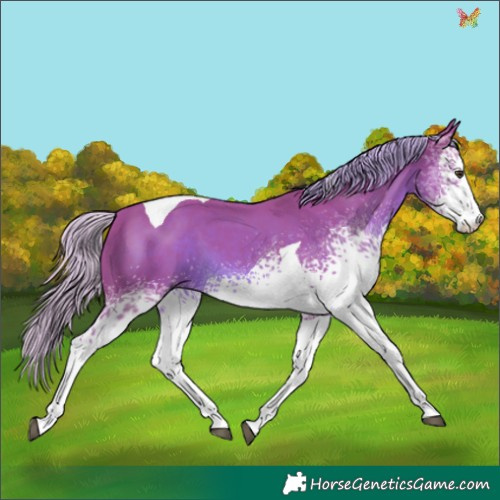 Horse Color:Watercolor White Spotted Chestnut Tobiano 
