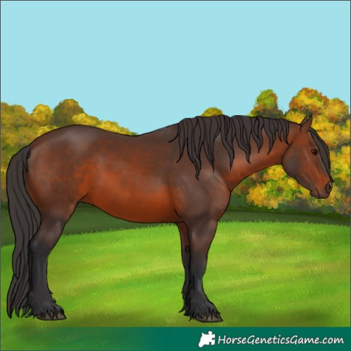 Horse Color:Brown 
