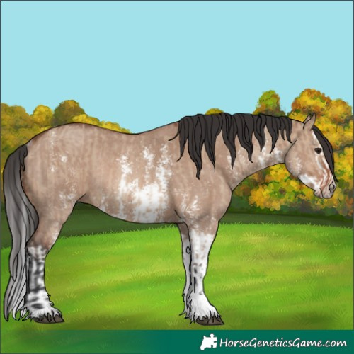 Horse Color:Brown Dun Sabino Rabicano and Brown Dun Sabino Splash Rabicano