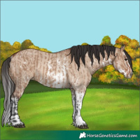 Horse Color:Brown Dun Sabino Rabicano  and Brown Dun Sabino Splash Rabicano 