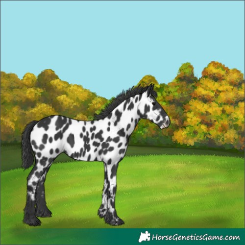 Horse Color:Black Appaloosa 