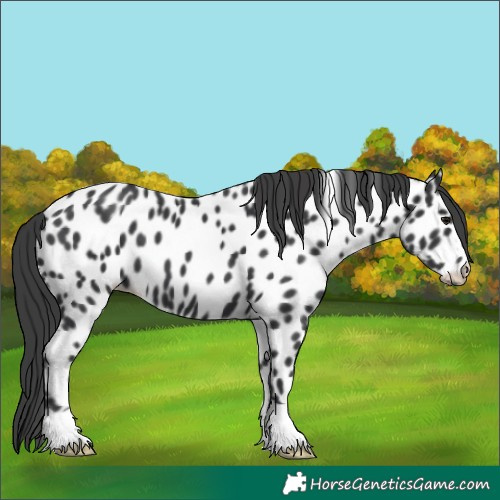 Horse Color:Black Appaloosa 
