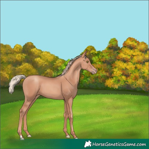 Horse Color:Gold Champagne 