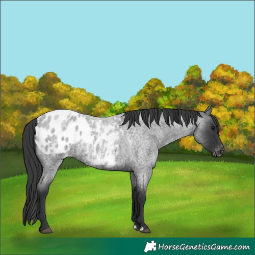 Horse Color:Blue Roan Appaloosa 