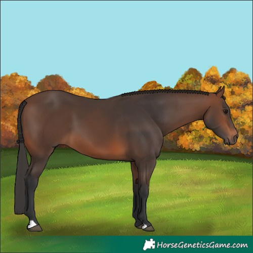 Horse Color:Brown 