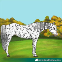 Horse Color:Black Appaloosa 