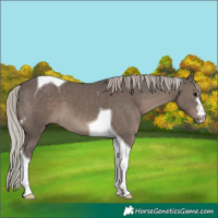 Horse Color:Silver Black Tobiano