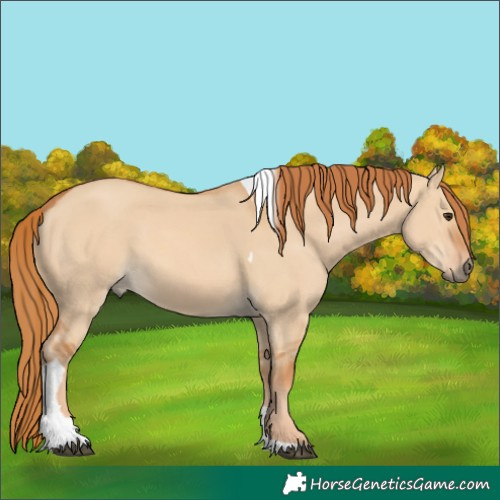 Horse Color:Red Dun Tobiano Rabicano 