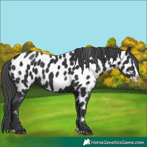 Horse Color:Black Splash Appaloosa 