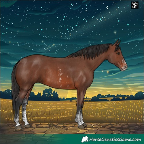 Horse Color:Brown Sabino Rabicano and Brown Sabino Rabicano