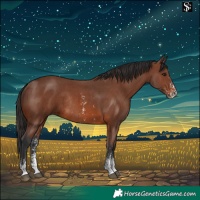 Horse Color:Brown Sabino Rabicano  and Brown Sabino Rabicano 