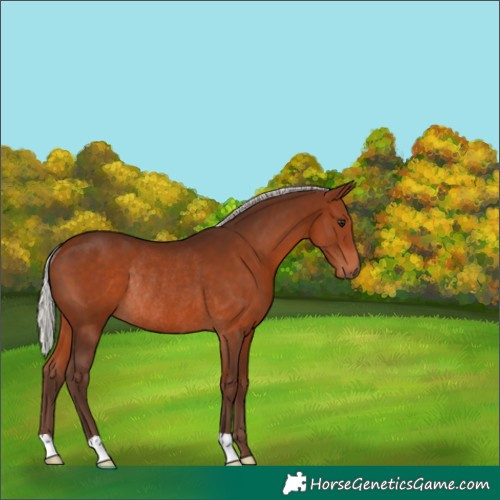 Horse Color:Silver Bay Rabicano 
