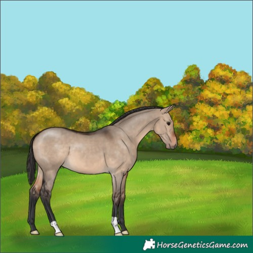 Horse Color:Brown Dun