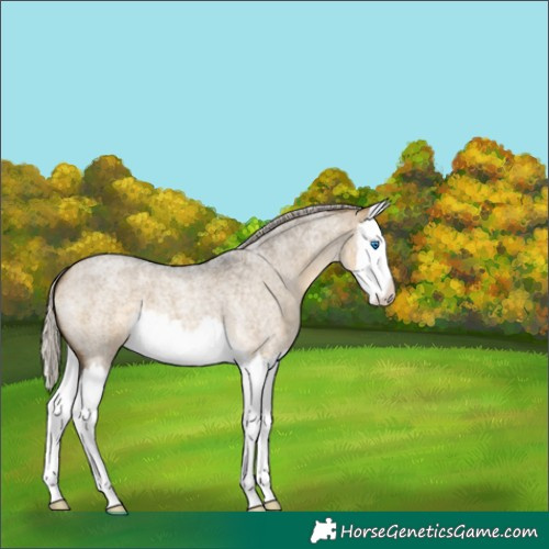 Horse Color:Silver Buckskin Roan Dun Splash