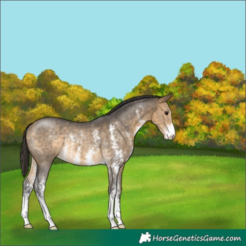 Horse Color:Buckskin Sabino Rabicano 