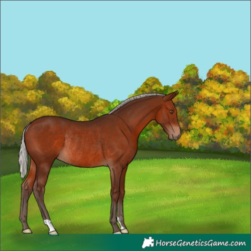 Horse Color:Silver Brown Rabicano