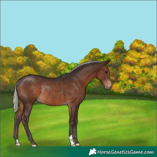 Horse Color:Silver Brown Rabicano