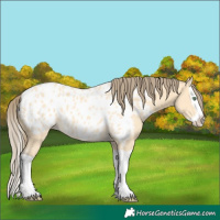 Horse Color:Amber Cream Champagne Splash Appaloosa 