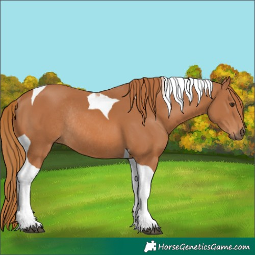 Horse Color:Chestnut Tobiano Rabicano 