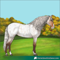Horse Color:Silver Bay Roan Dun Splash Appaloosa 