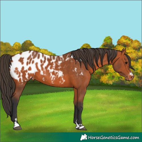 Horse Color:Bay Appaloosa 