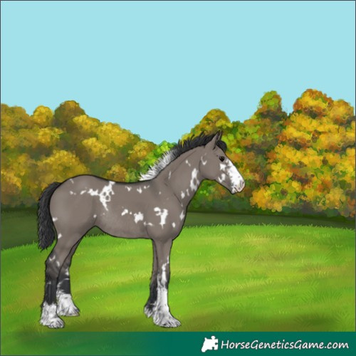 Horse Color:White Spotted Grullo Sabino Rabicano