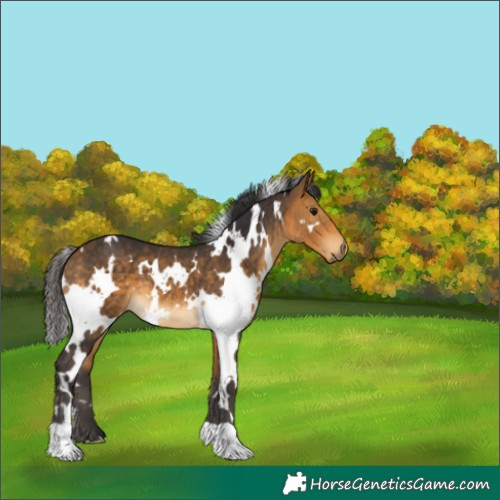 Horse Color:White Spotted Buckskin