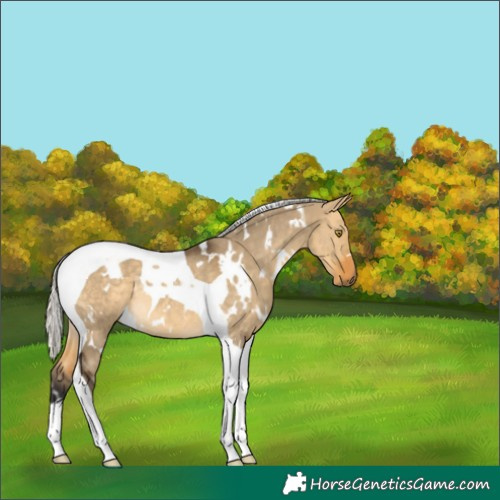 Horse Color:White Spotted Silver Buckskin Dun Tobiano Rabicano 