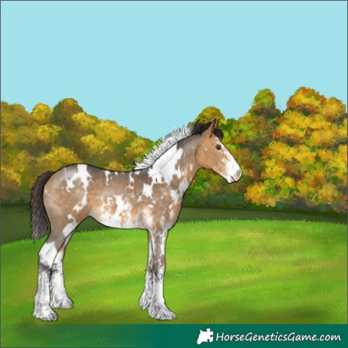 Horse Color:White Spotted Buckskin Sabino
