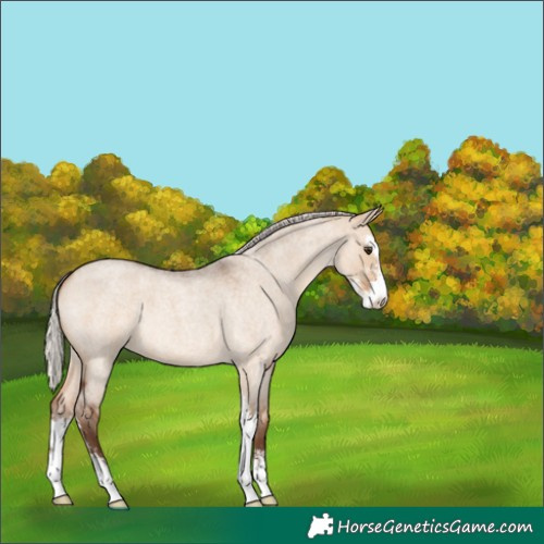 Horse Color:Silver Brown Roan Dun Sabino