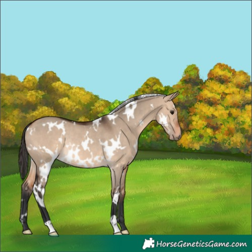 Horse Color:White Spotted Bay Dun Rabicano 