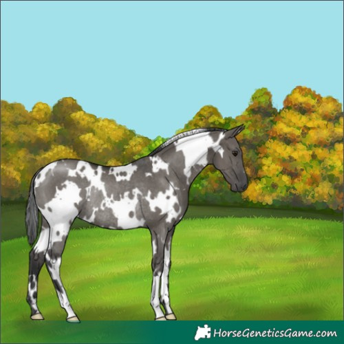 Horse Color:White Spotted Grullo Rabicano